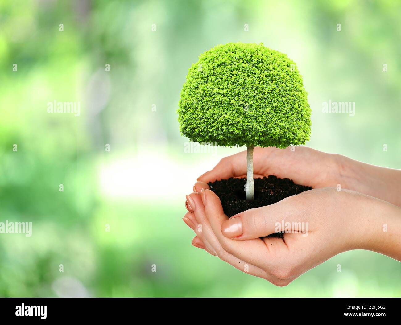 Small tree in hands on nature background Stock Photo - Alamy