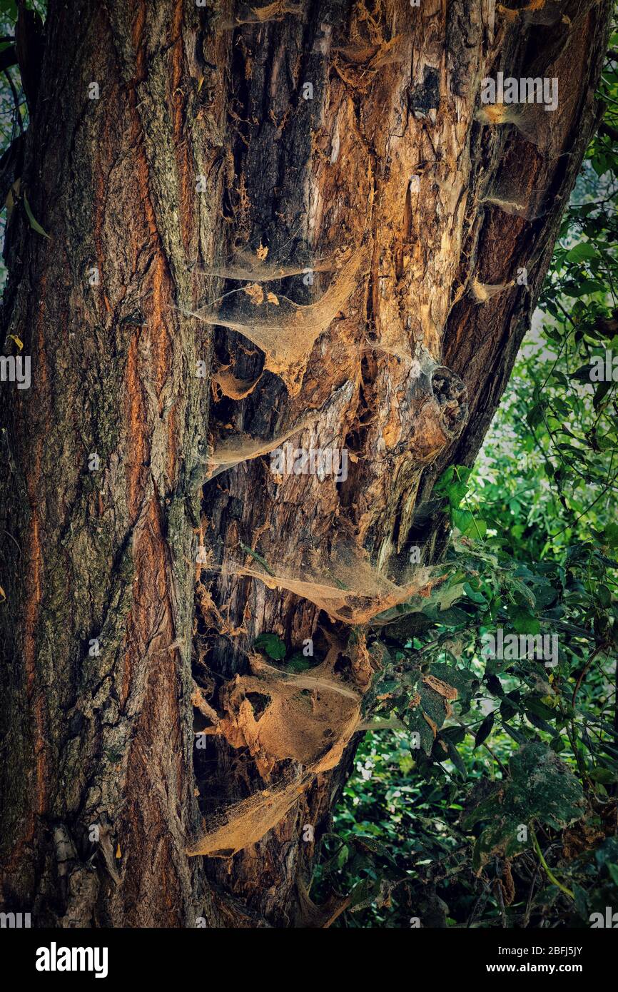 Old tree with bark covered with dirty spider webs, vintage grunge retro look in nature Stock Photo