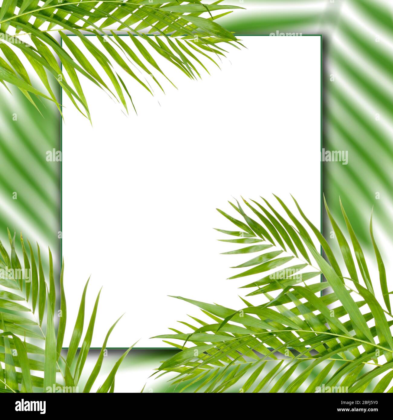 Beautiful palm leaves shaped as frame with space for your text Stock ...