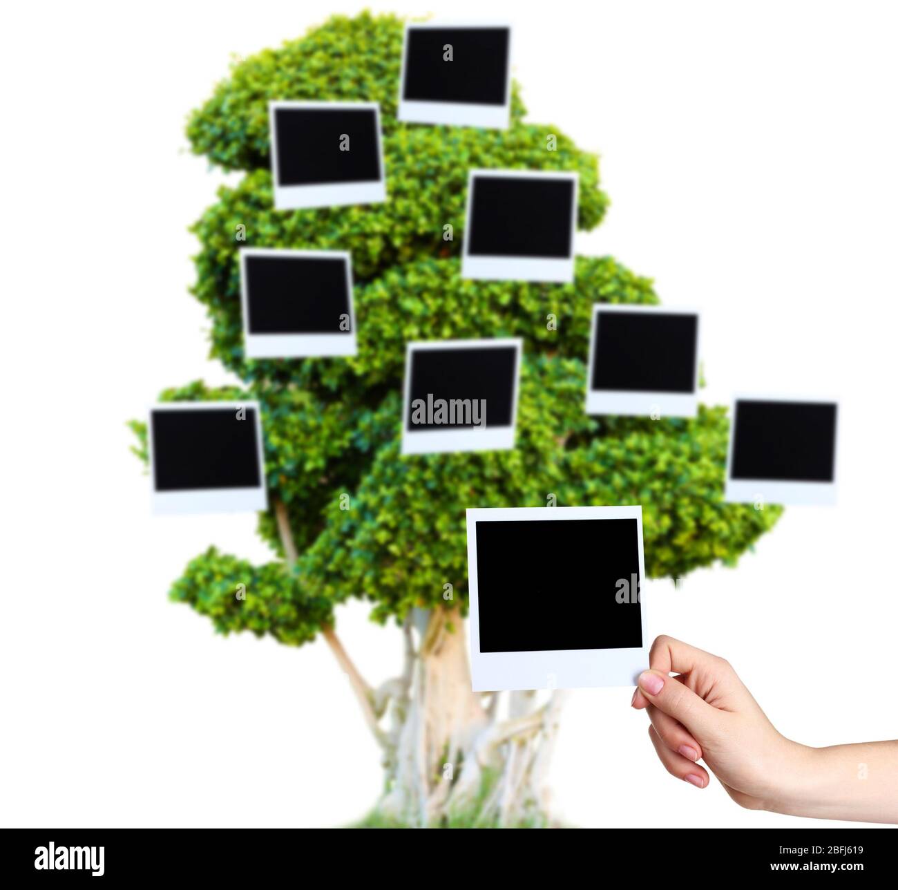 Big green tree with photo cards on it isolated on white Stock Photo - Alamy