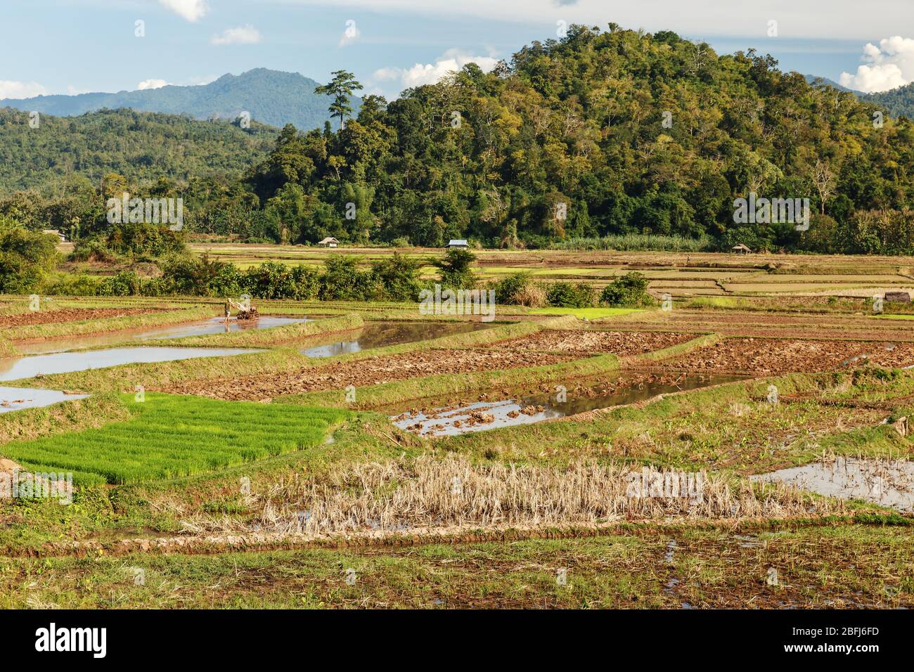 Laos Rice Farming High Resolution Stock Photography and Images - Alamy