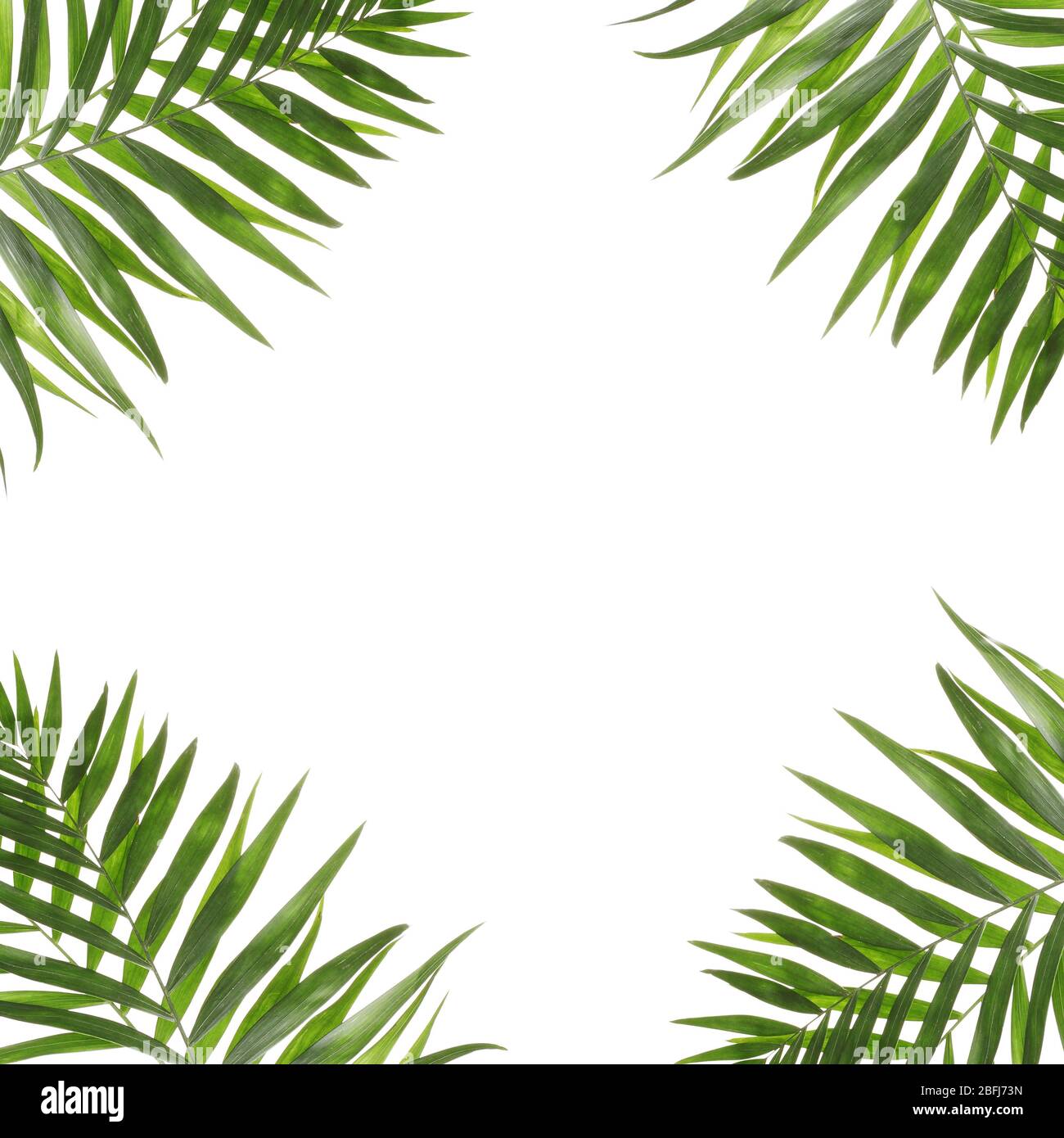 Beautiful palm leaves shaped as frame with space for your text Stock ...