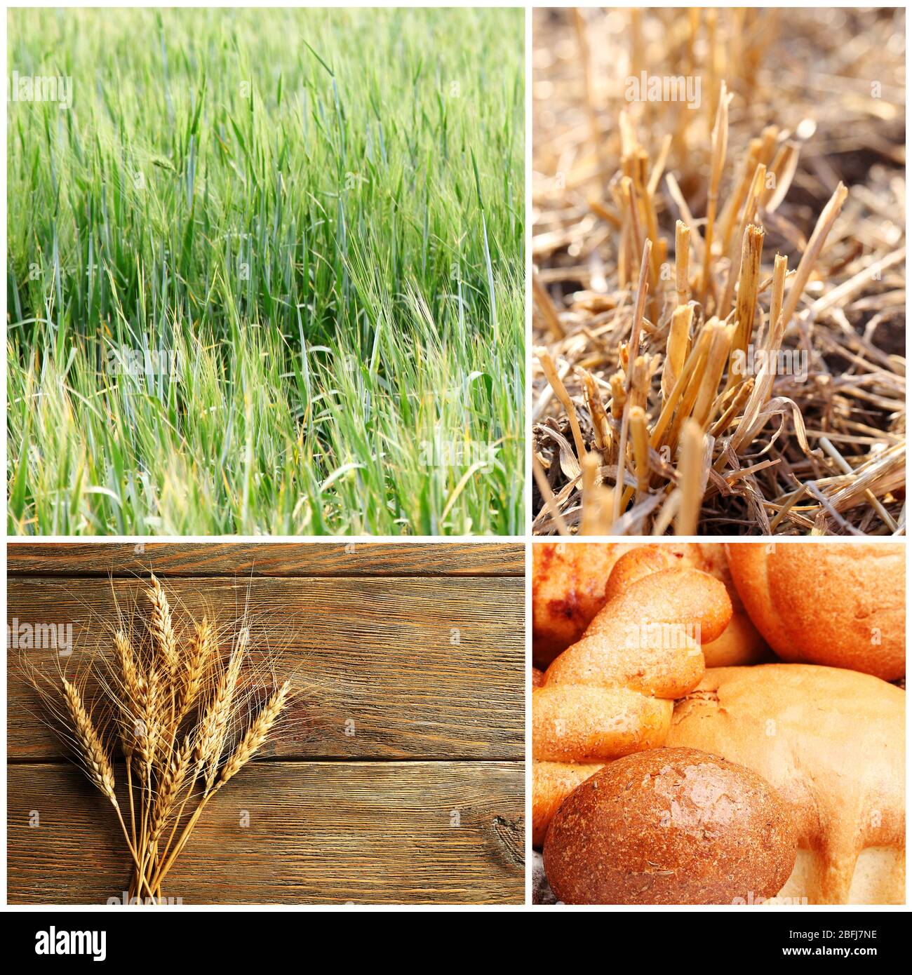 Wheat and bread collage Stock Photo - Alamy