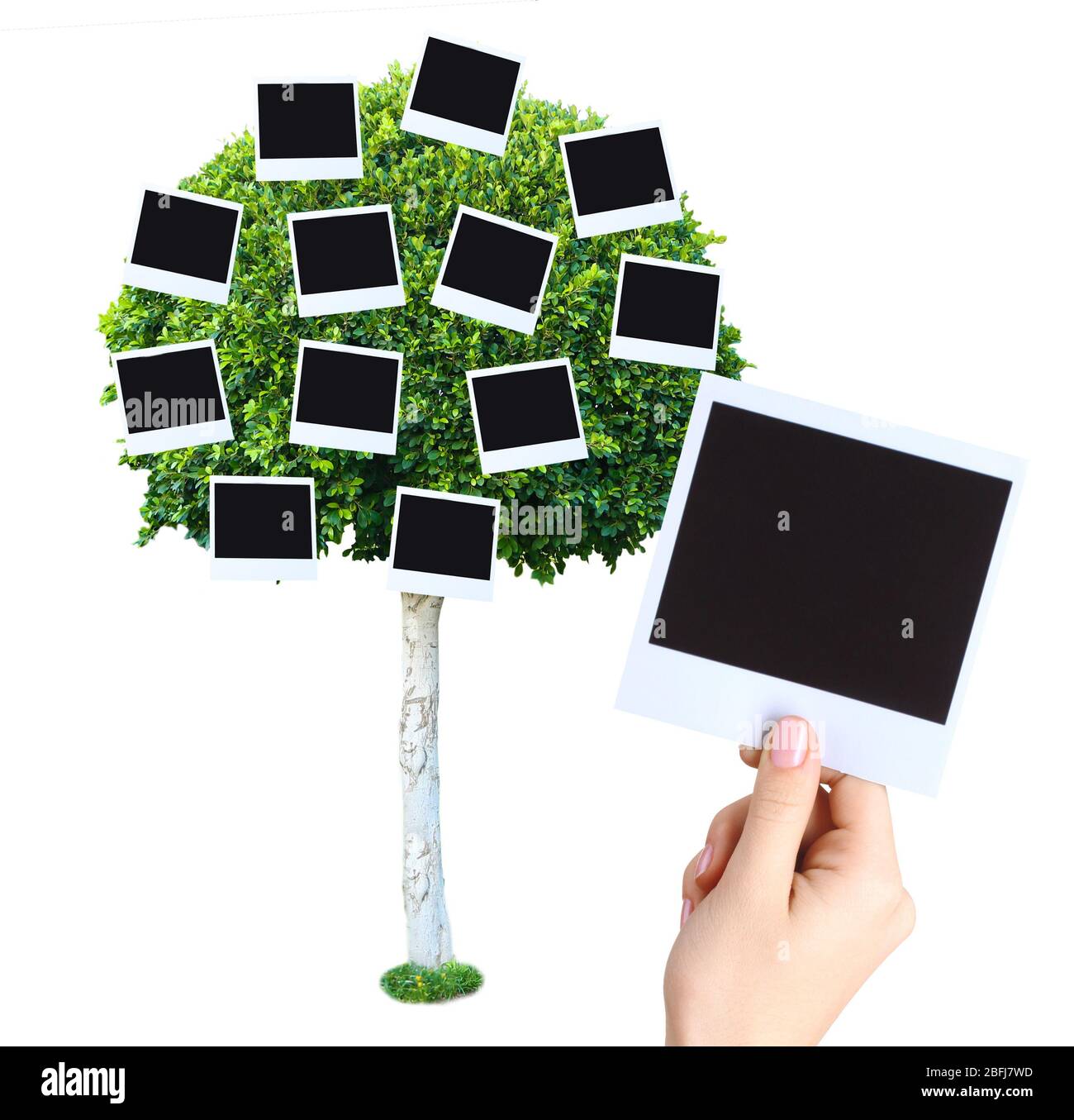 Big green tree with photo cards on it isolated on white Stock Photo - Alamy