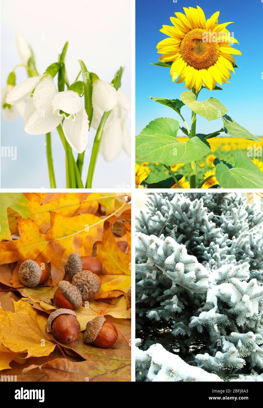 Four seasons collage: winter, spring, summer, autumn Stock Photo - Alamy
