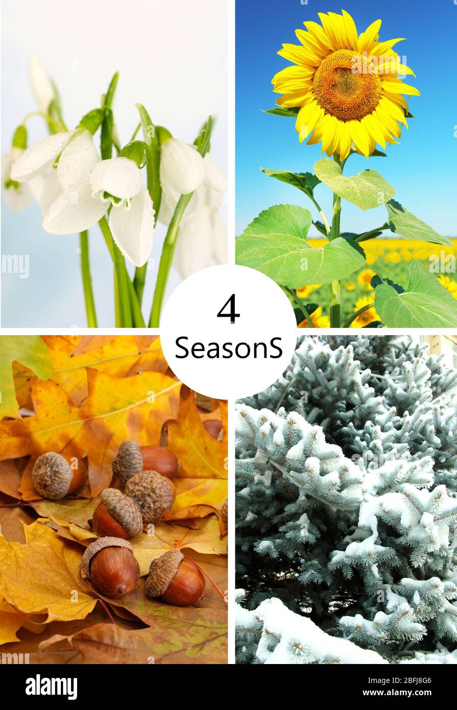 Four seasons collage: winter, spring, summer, autumn, and space for ...
