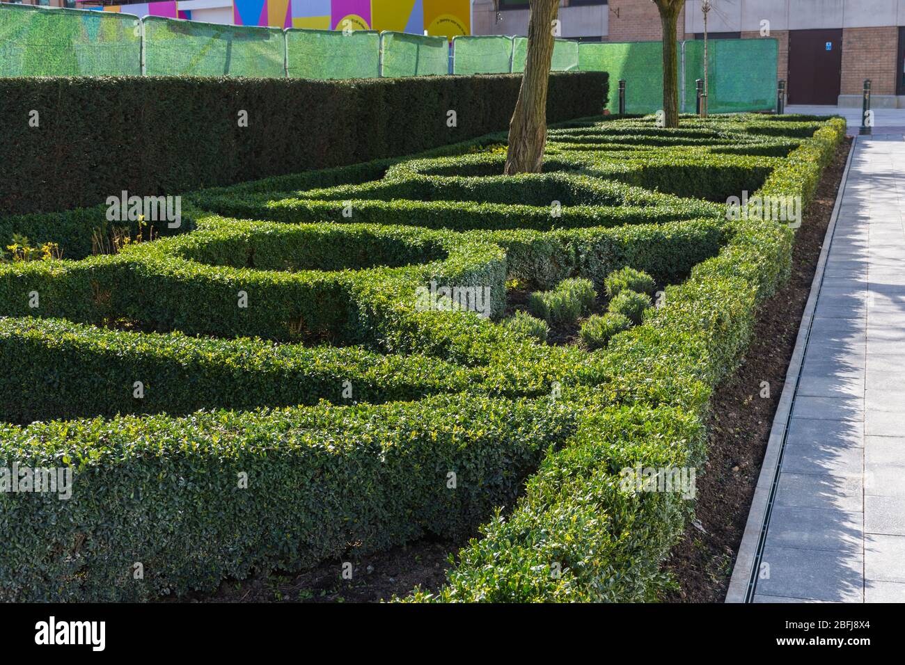 Formal miniature hedging outside the Trafford Centre shopping mall.  Trafford, Manchester, UK Stock Photo