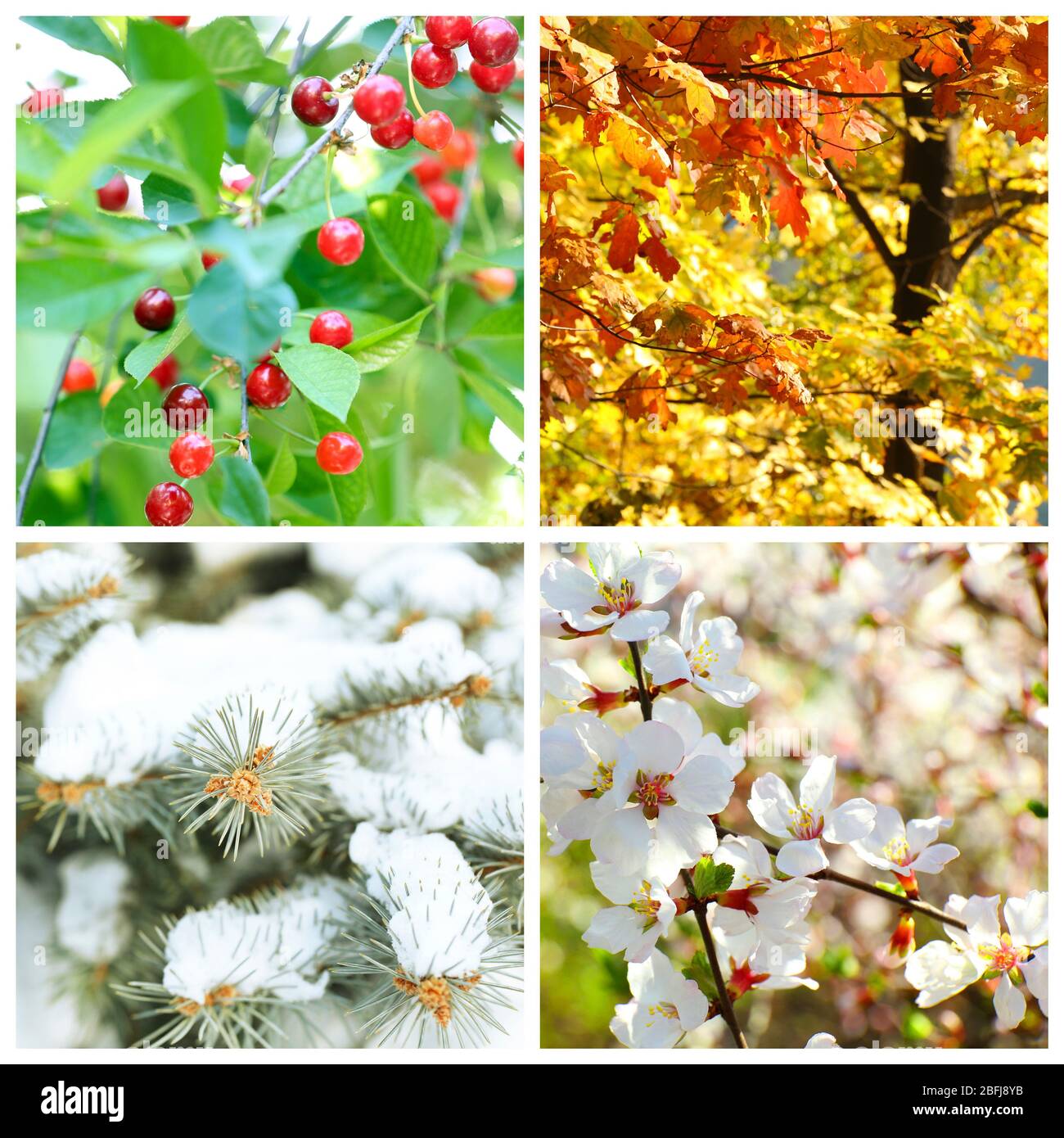Four seasons collage: winter, spring, summer, autumn Stock Photo - Alamy