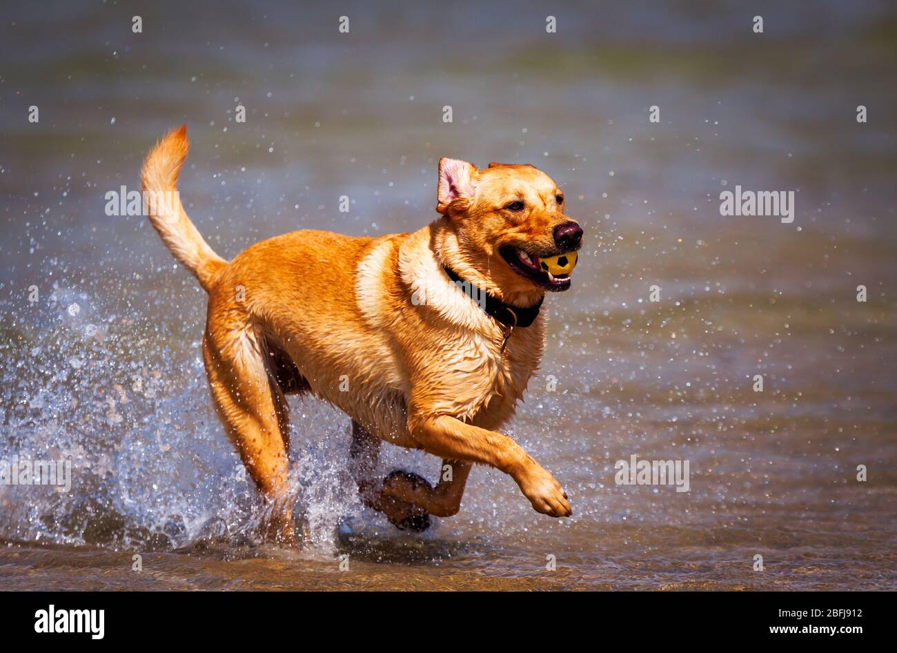 Labrador playing in the Cornish surf Stock Photo