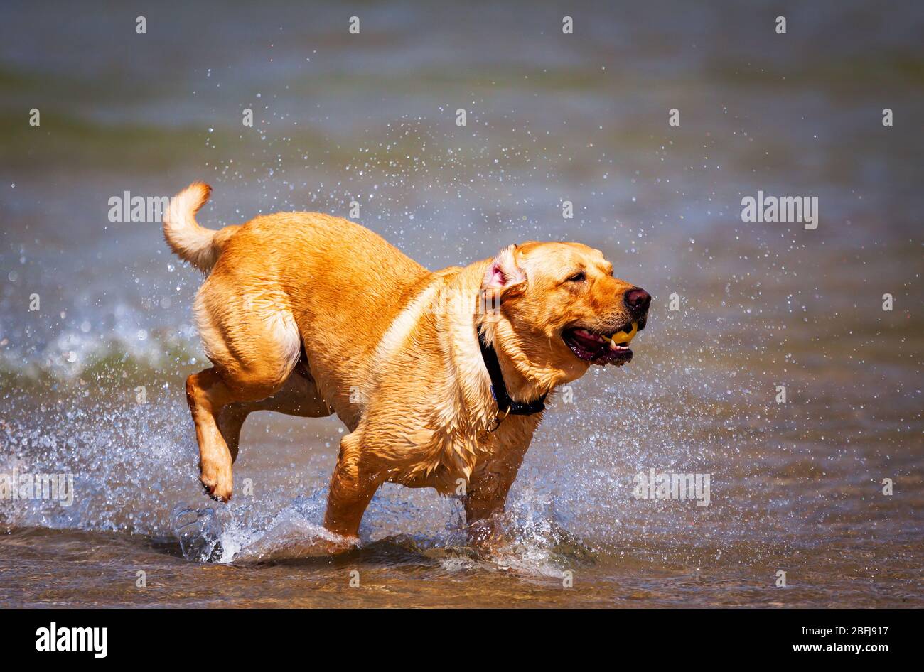 Labrador playing in the Cornish surf Stock Photo