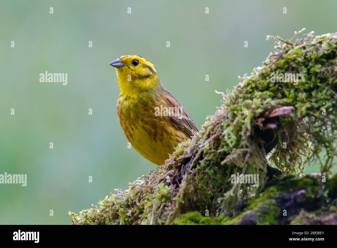 Yellowhammer small yellow bird close up Stock Photo