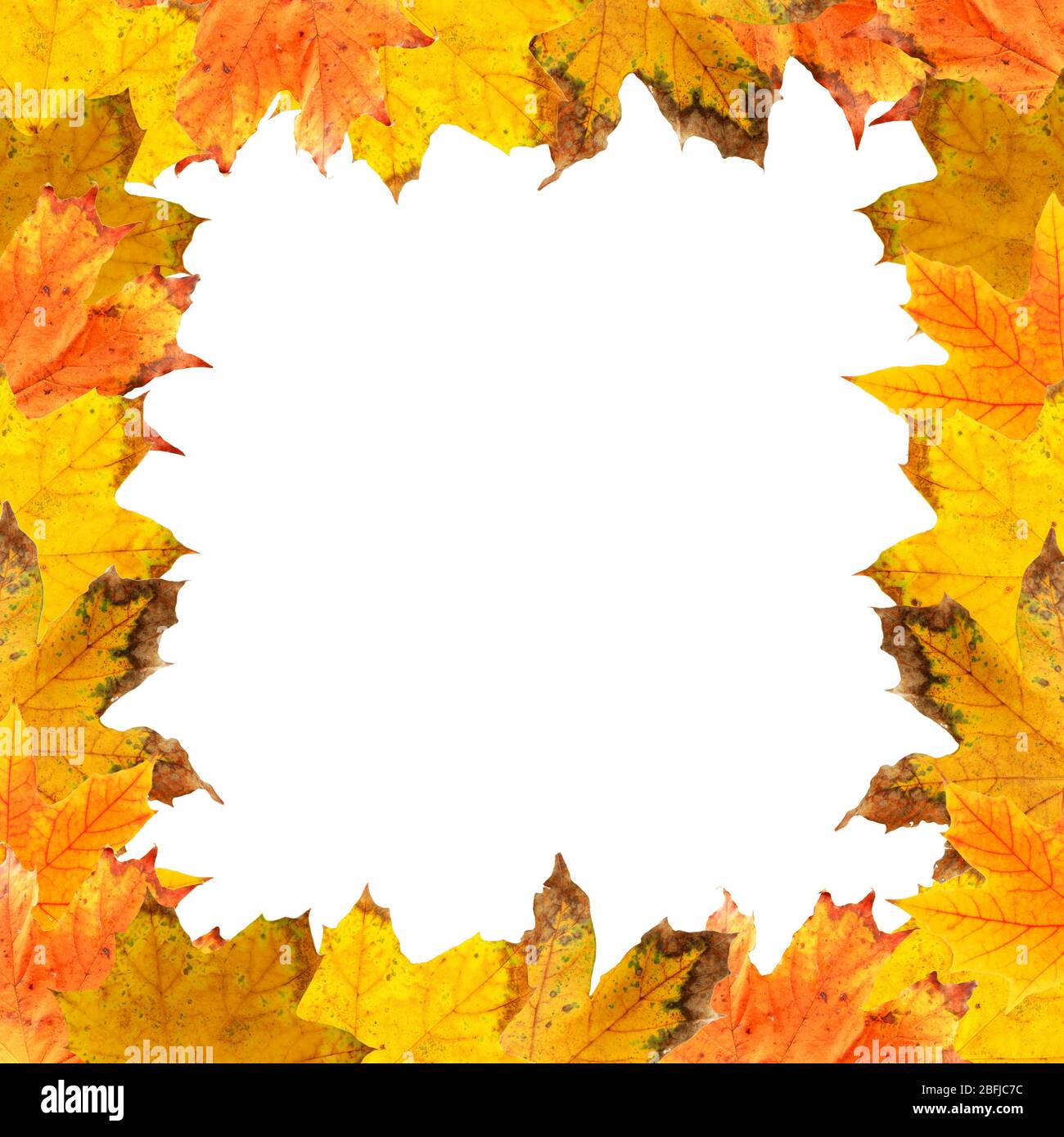 Frame of autumn leaves isolated on white Stock Photo - Alamy