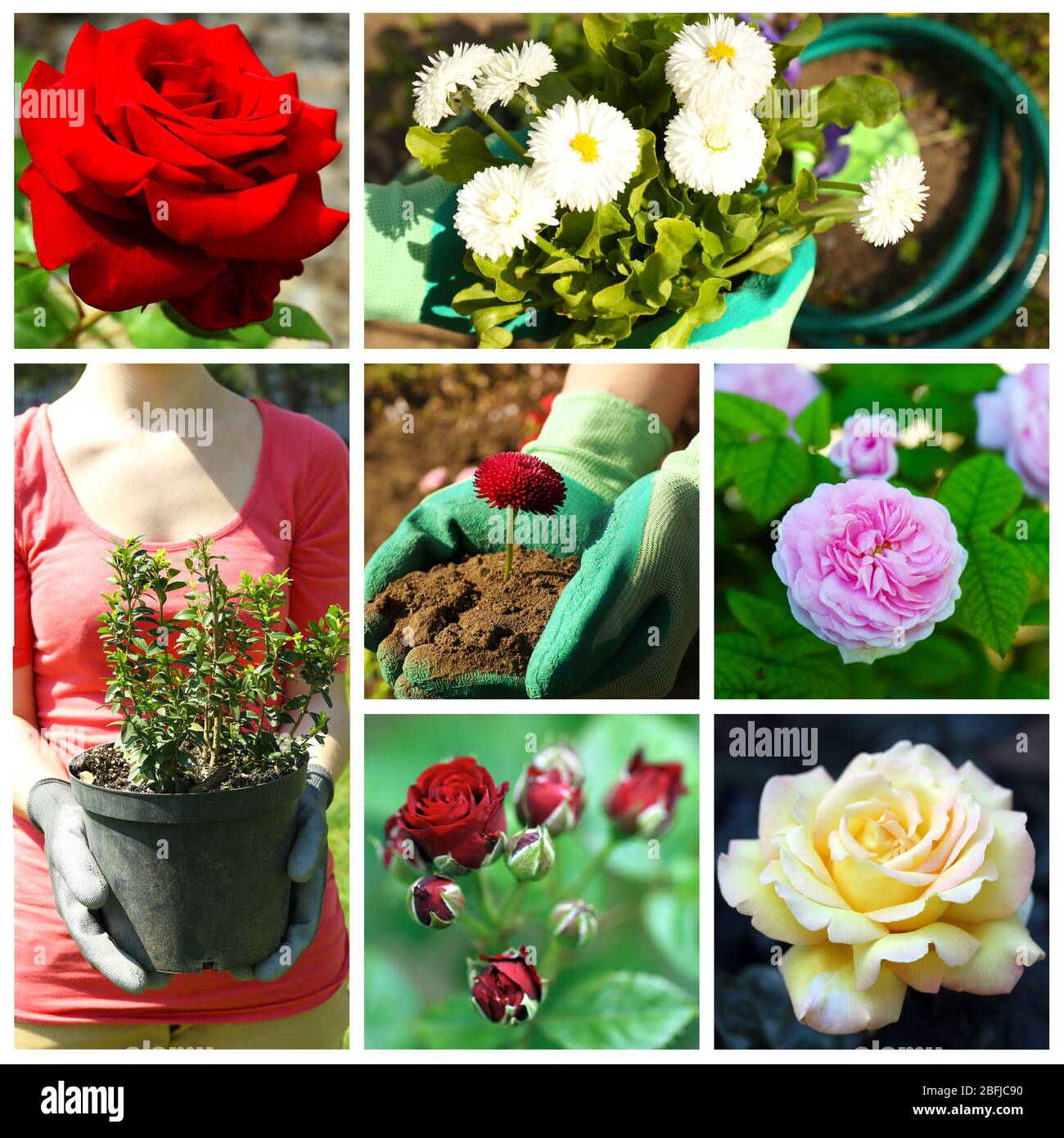 Gardening collage Stock Photo