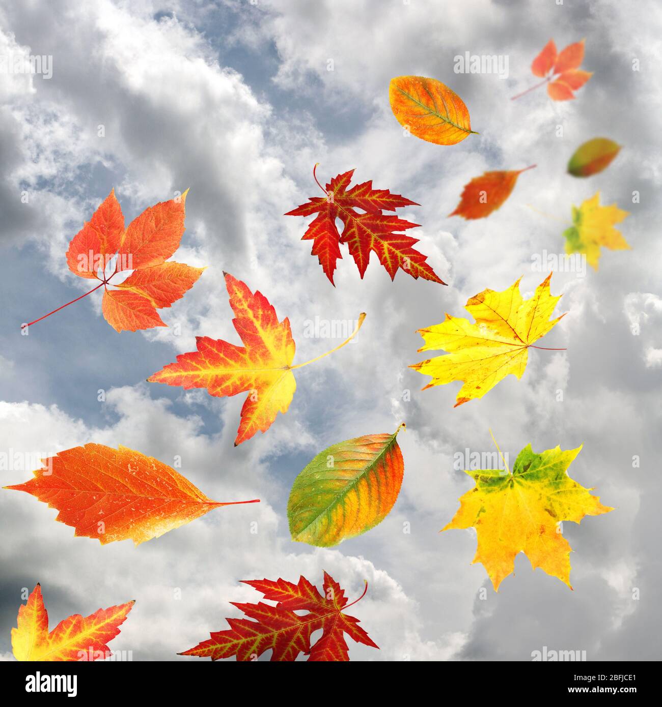 Autumn leaves on sky background Stock Photo - Alamy