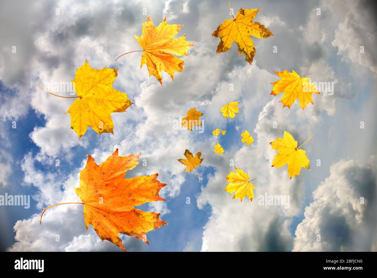 Autumn leaves on sky background Stock Photo - Alamy