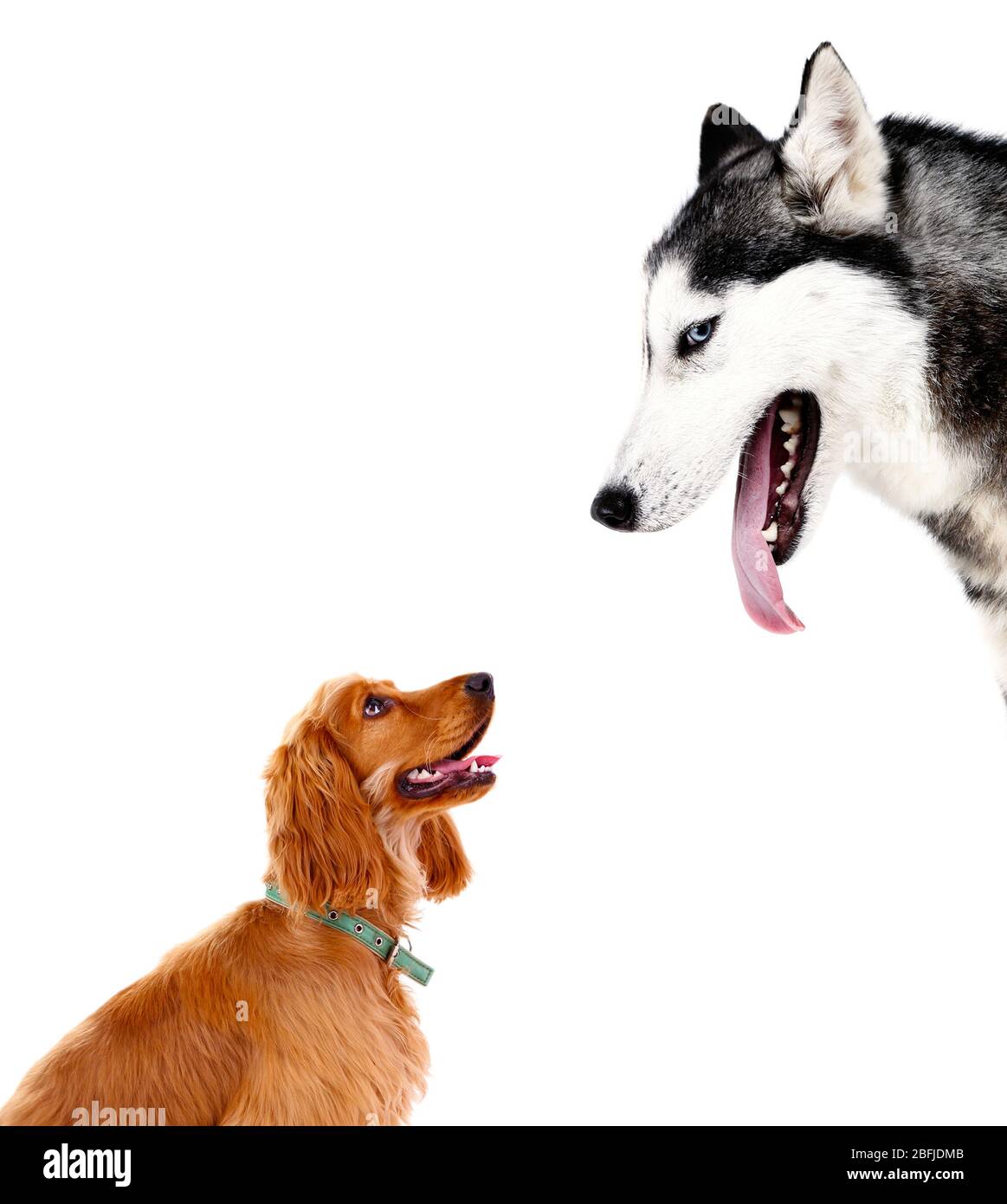 Dogs isolated on white Stock Photo - Alamy