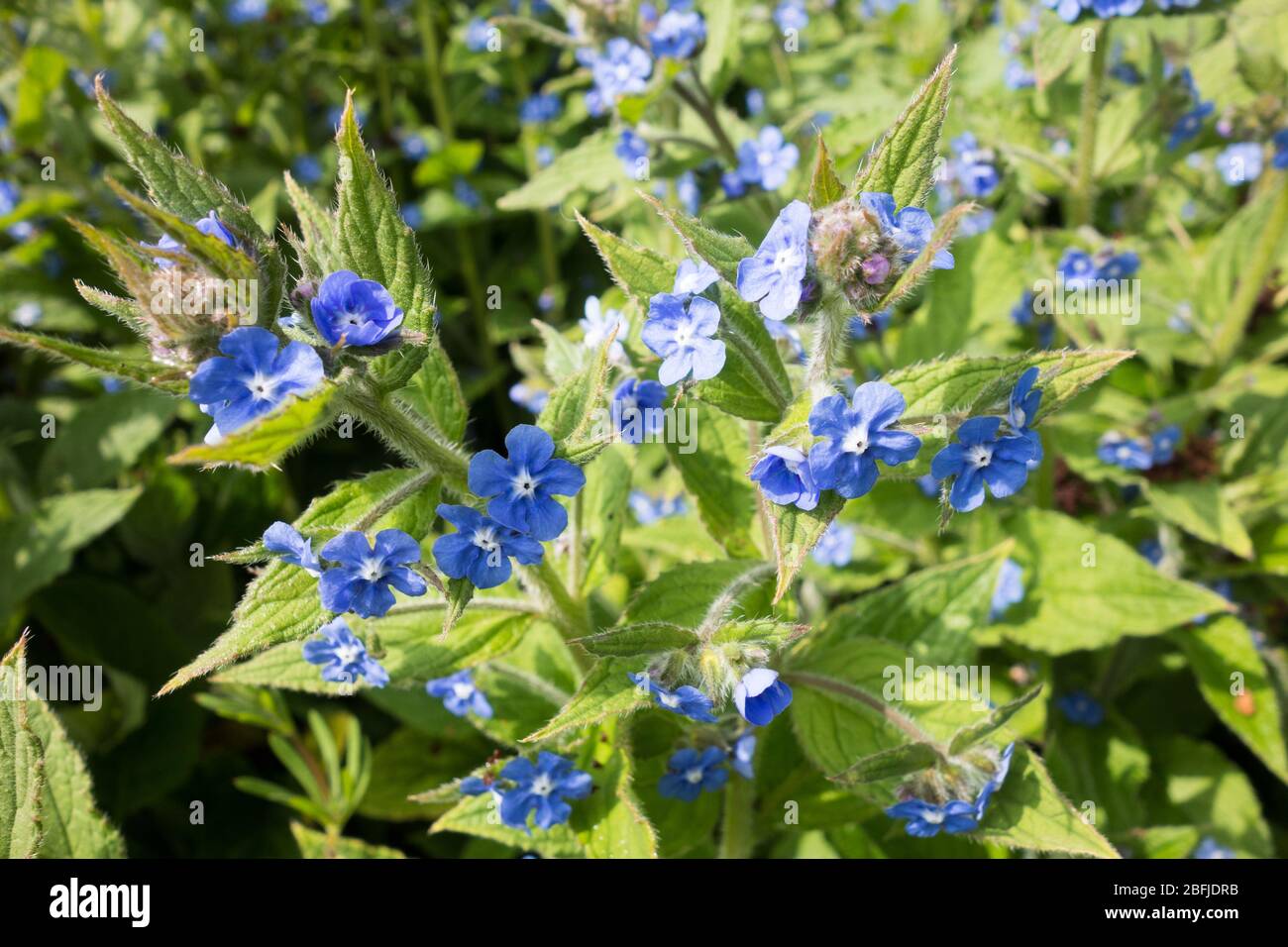 Clusters of the blue-flowered Creeping Forget Me Not or Blue-Eyed Mary (Omphalodes Verna) Stock Photo