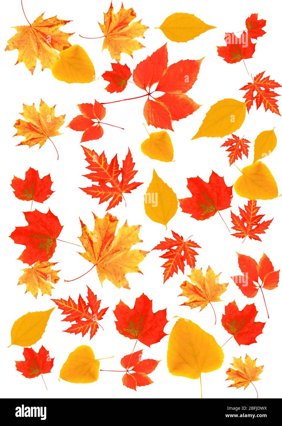 Autumn leaves isolated on white Stock Photo - Alamy