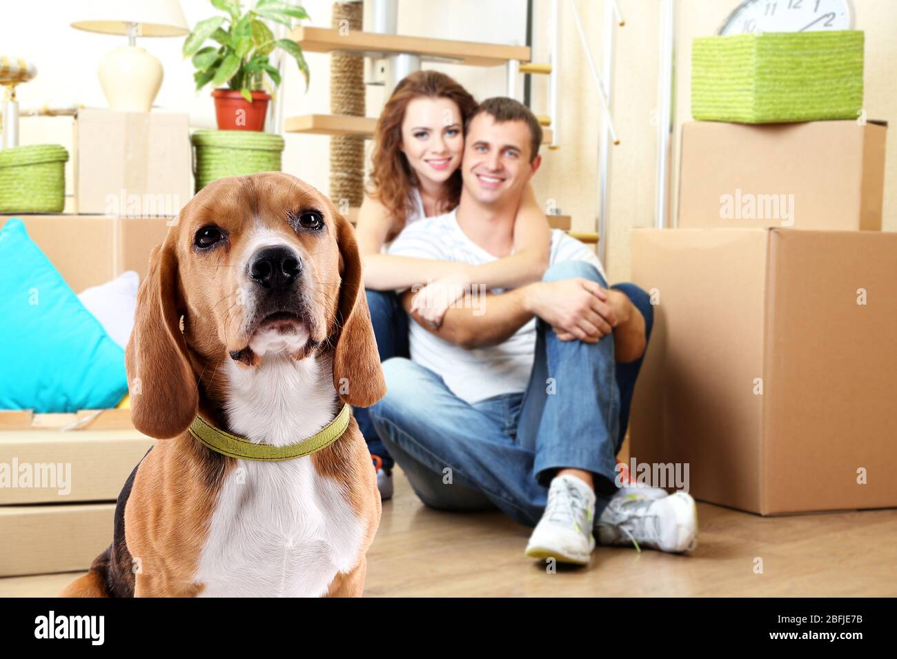 house beagle