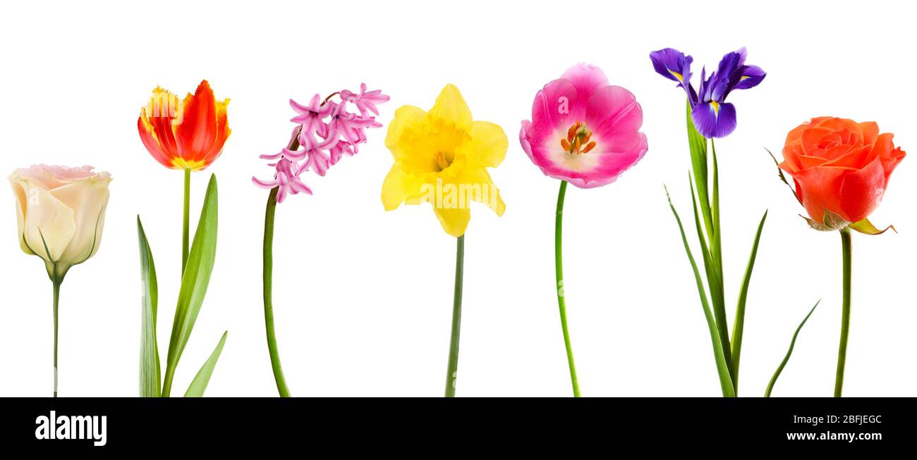Beautiful flowers isolated on white Stock Photo - Alamy