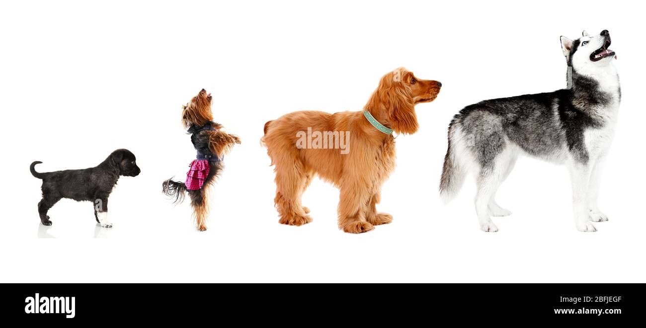 Why Are Dogs Different Sizes