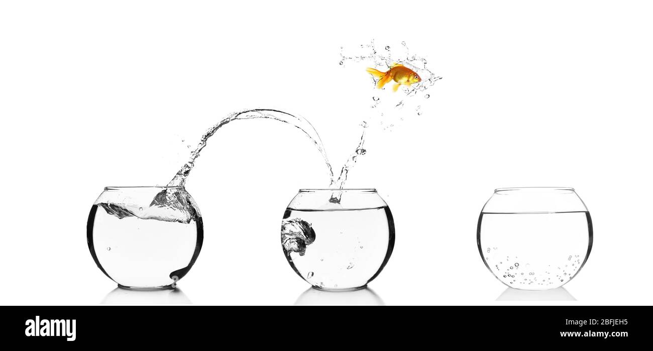 Goldfish jumping into glass aquarium, isolated on white Stock Photo Alamy