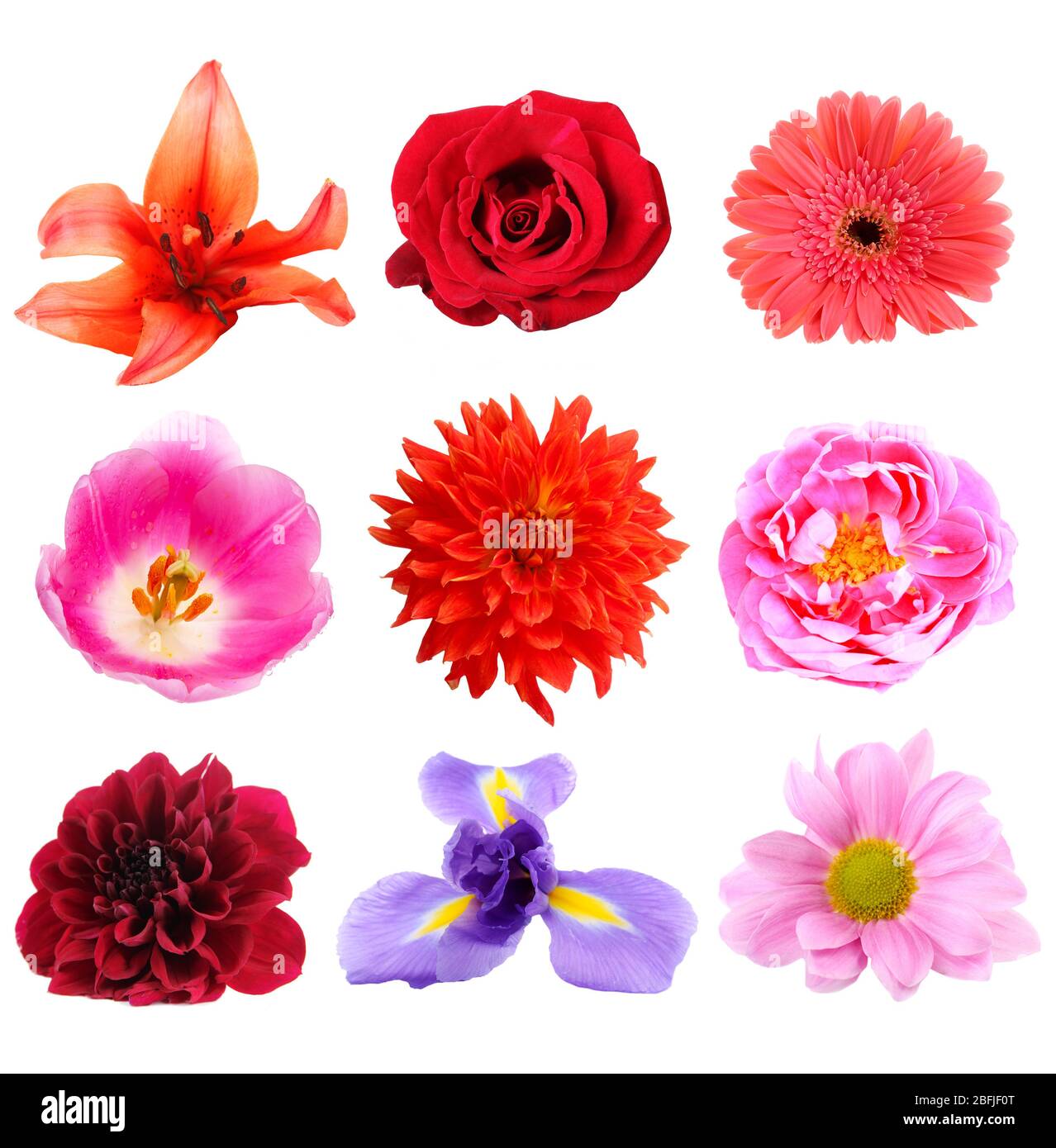Beautiful flowers collage, isolated on white Stock Photo Alamy