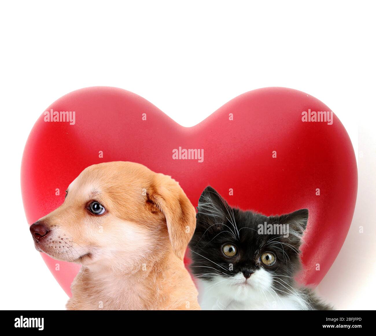 Cat and dog with red heart isolated on white Stock Photo