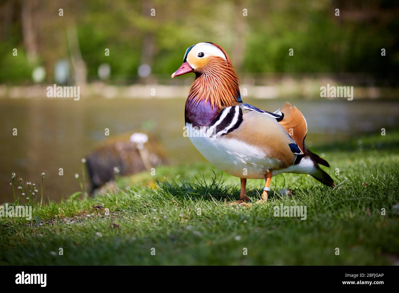 Mandarin duck walking and standing in the meadows on the gras near the pond Stock Photo