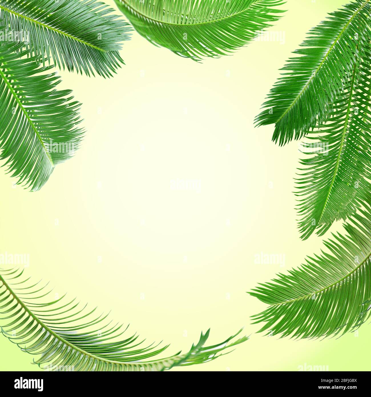 Frame of green palm leaves on light background Stock Photo - Alamy