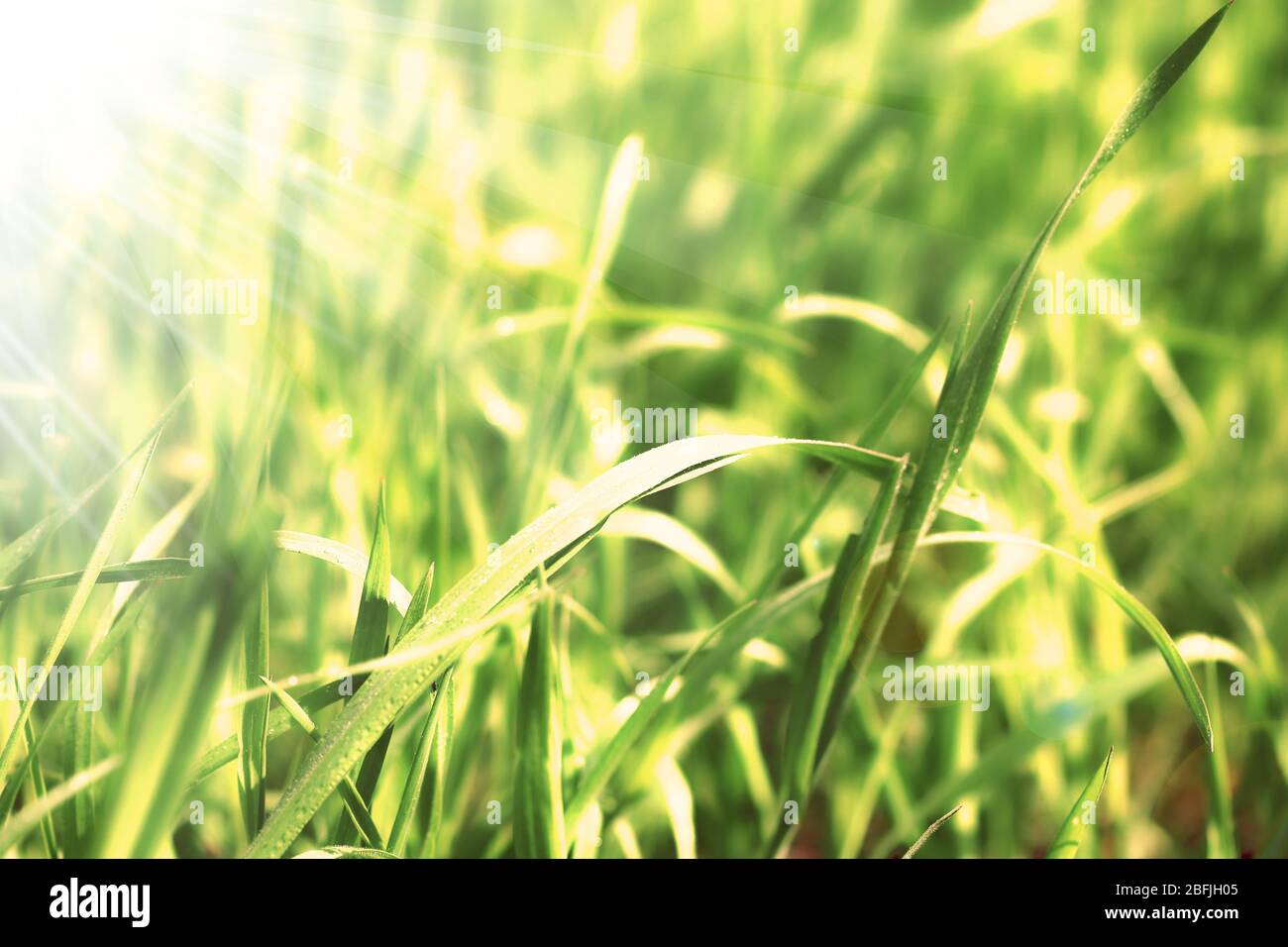 Green grass with sunlight, close up Stock Photo - Alamy