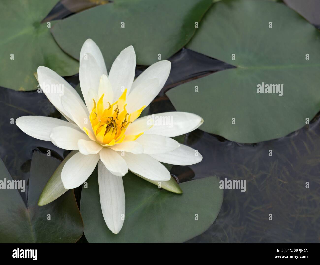 American White Waterlily (Nymphaea odorata) has just opened in a garden pool at biltmore estate, asheville NC Stock Photo