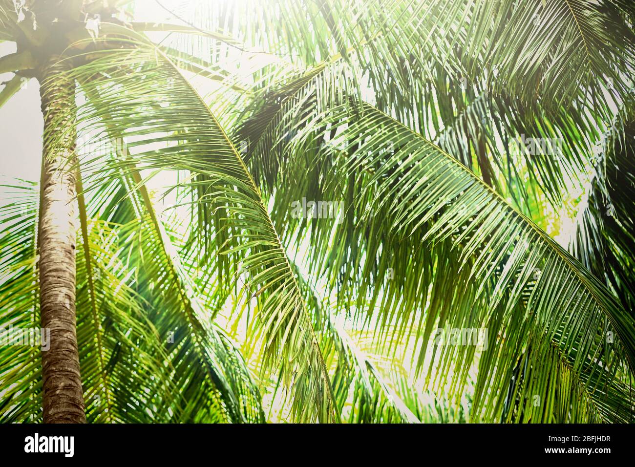 Palm tree leaves over luxury hi-res stock photography and images - Alamy