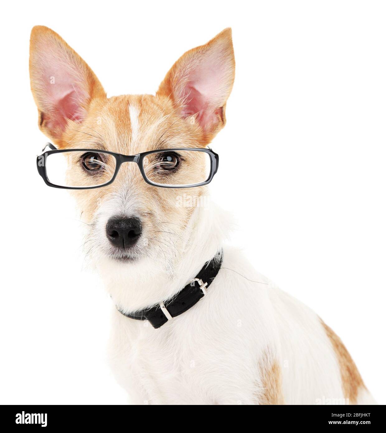 Cute dog with eyeglasses isolated on white Stock Photo - Alamy