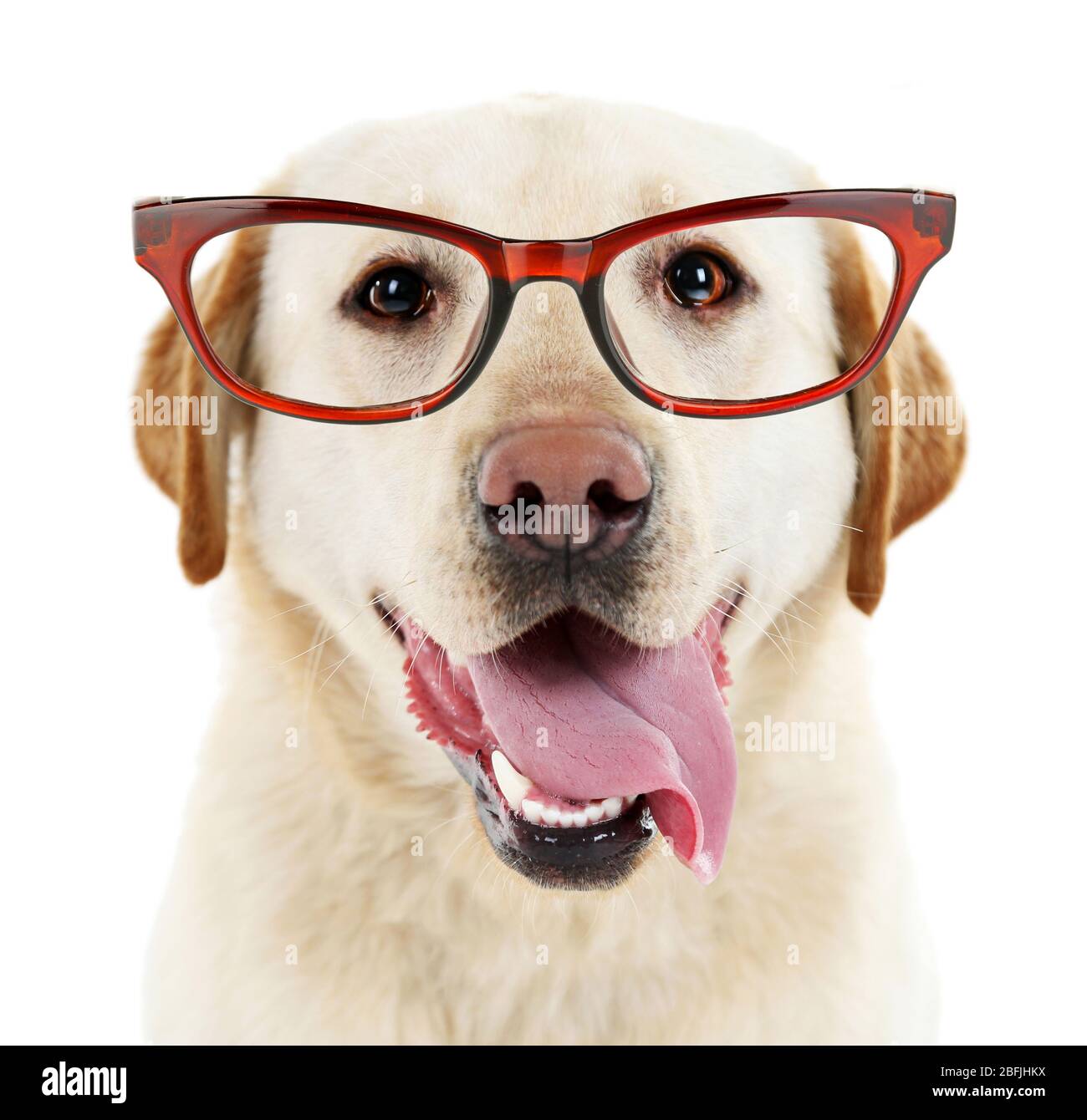 Cute dog with eyeglasses isolated on white Stock Photo - Alamy