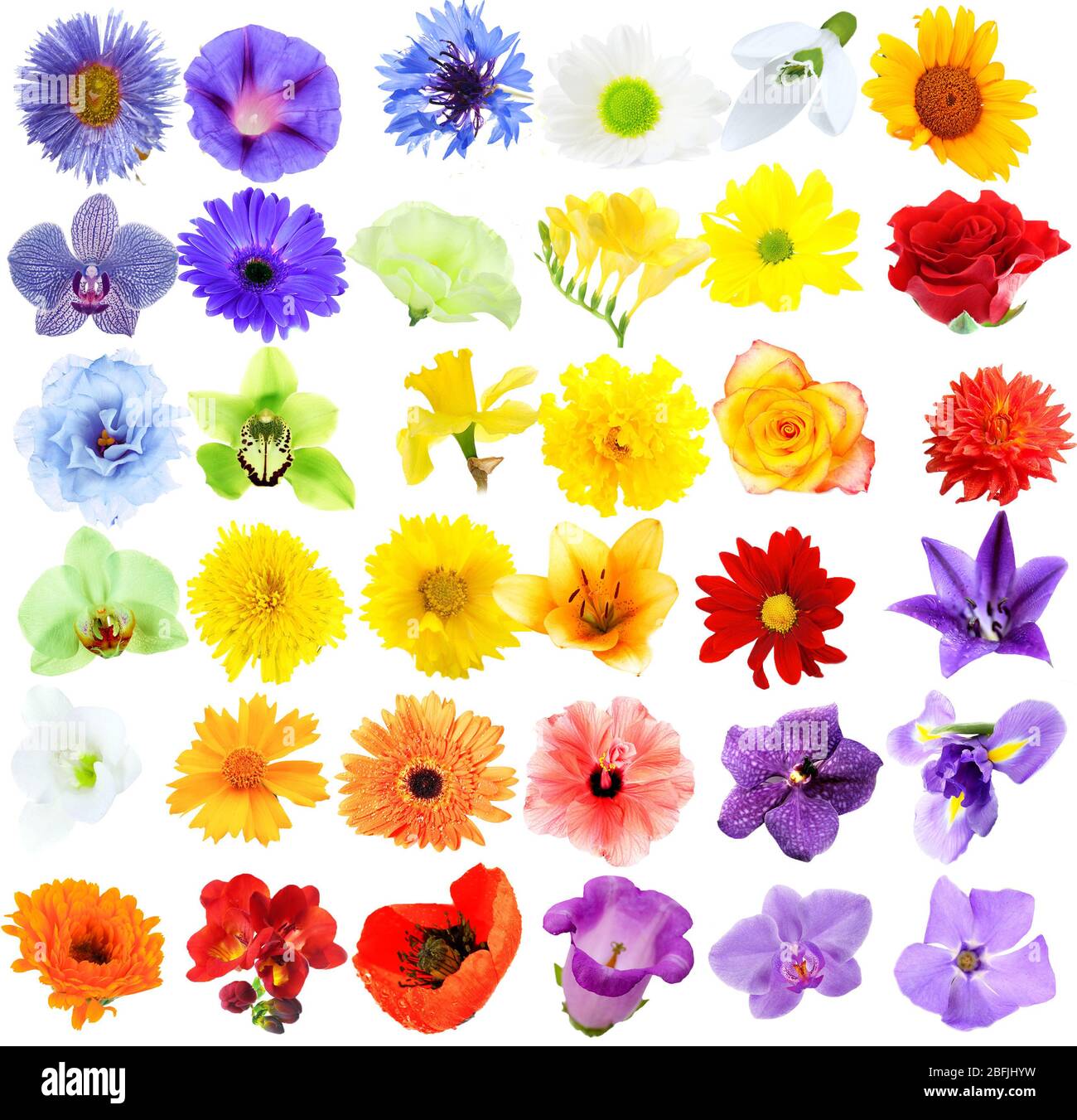 Beautiful flowers collage Stock Photo - Alamy