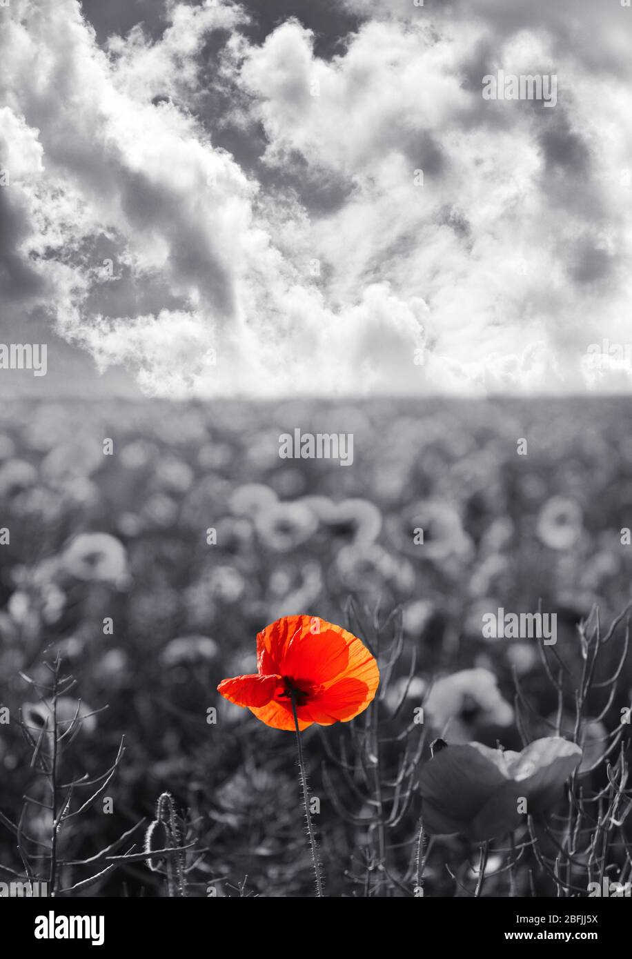 Red poppy flowers for Remembrance Day / Sunday Stock Photo Alamy