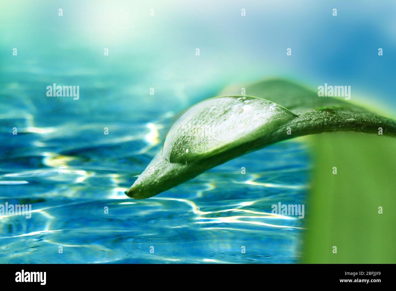 Green leaf with drop on water background Stock Photo - Alamy