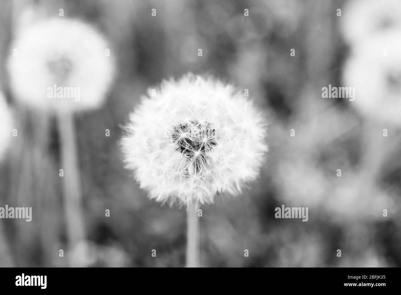 Field dandelions flower Black and White Stock Photos & Images - Alamy