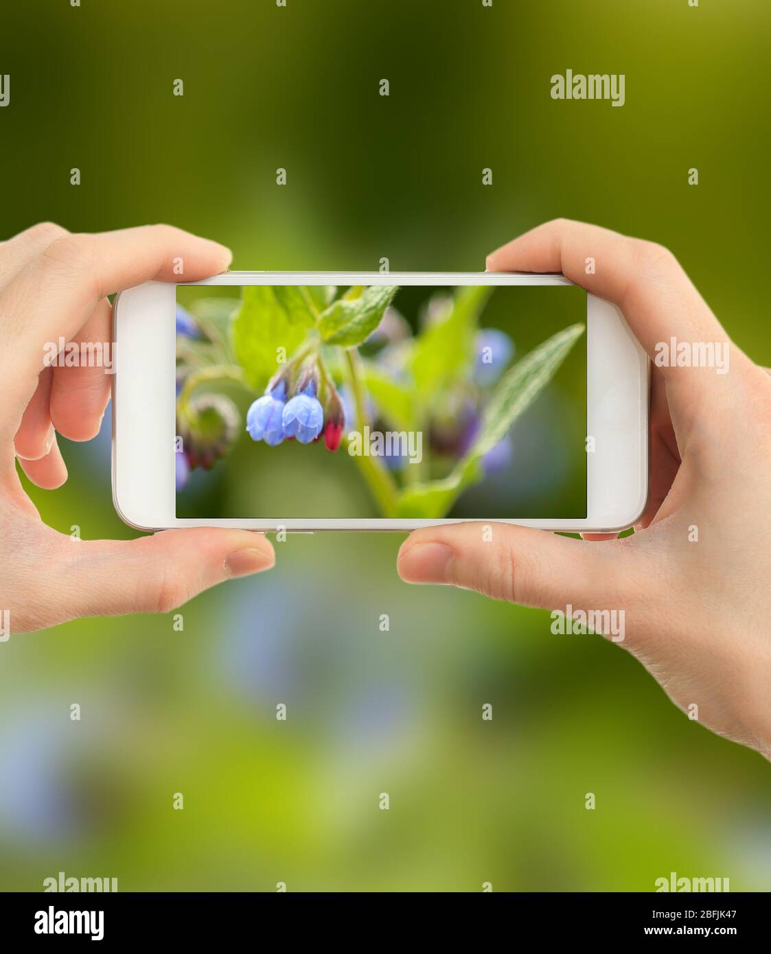 Using Mobile Phone To Take Photos Of Beautiful Wild Flowers Stock Photo