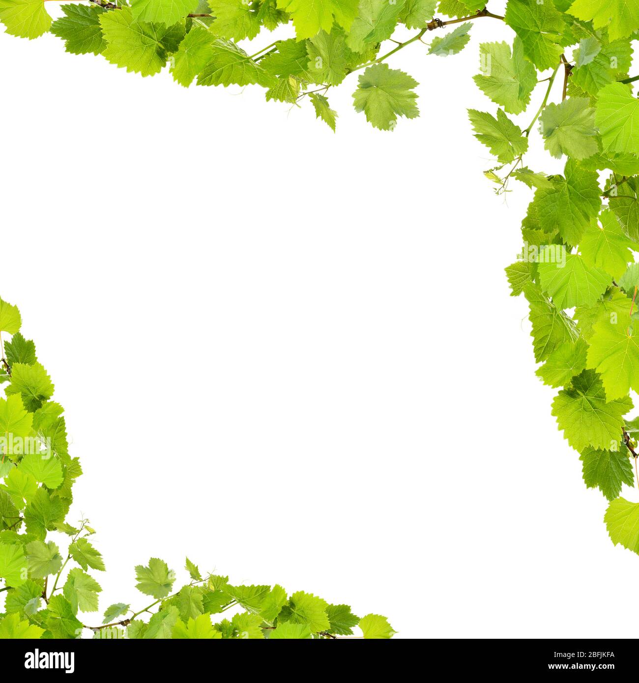 Frame of grape branches with green leaves, isolated on white Stock ...