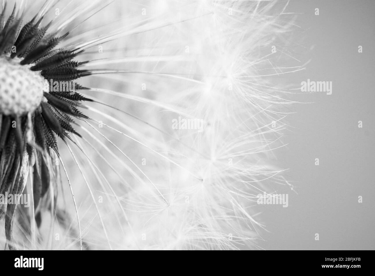 Dandelion head detail Black and White Stock Photos & Images - Alamy