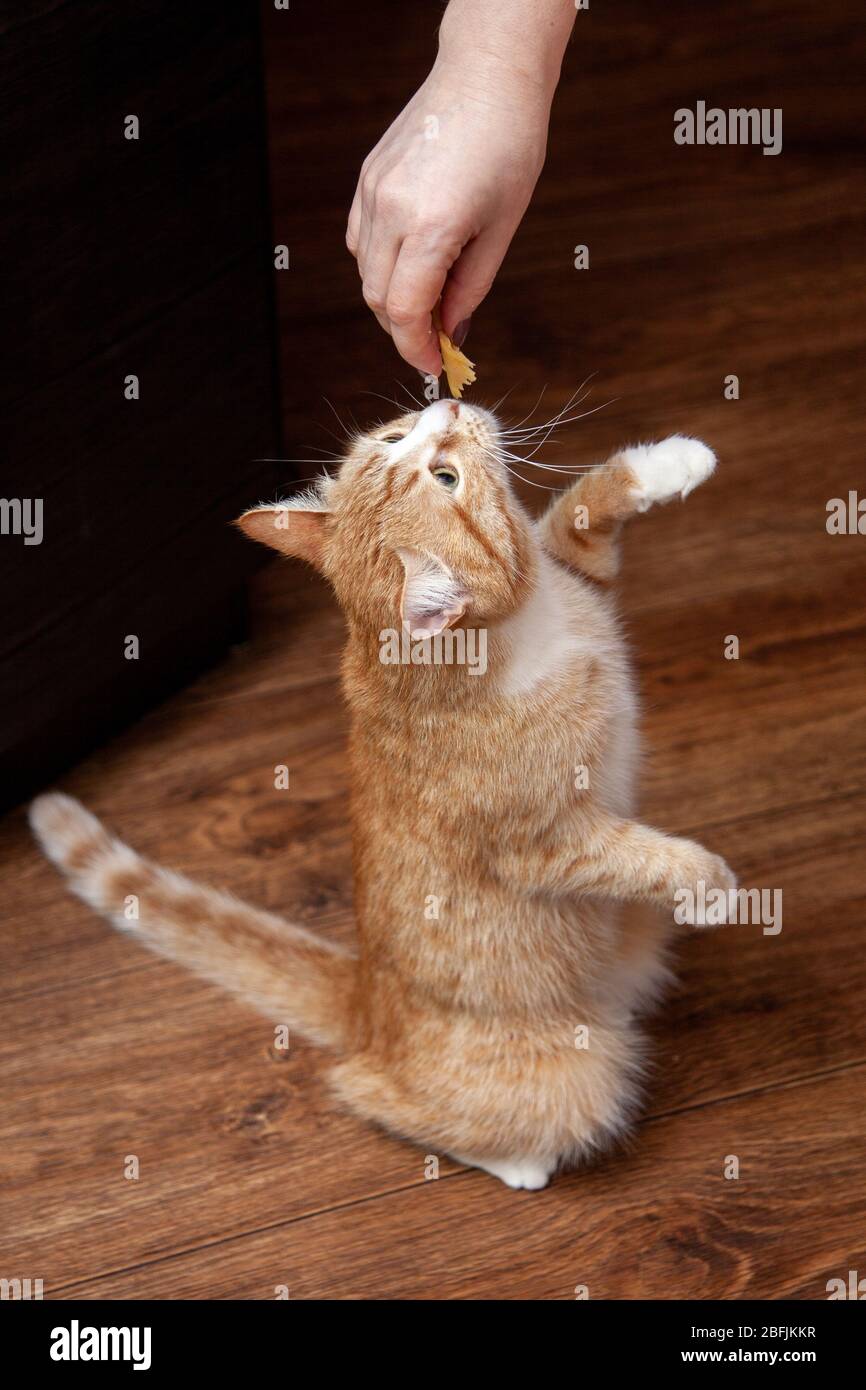 ginger cat begs food in the kitchen while cooking Stock Photo Alamy