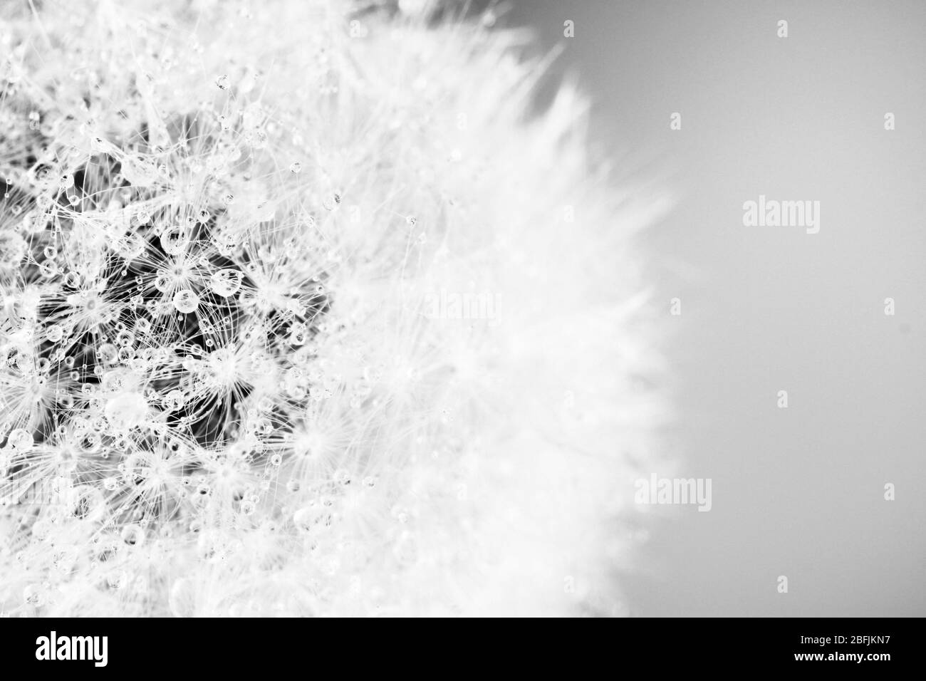 Seed dandelion water drops Black and White Stock Photos & Images - Alamy