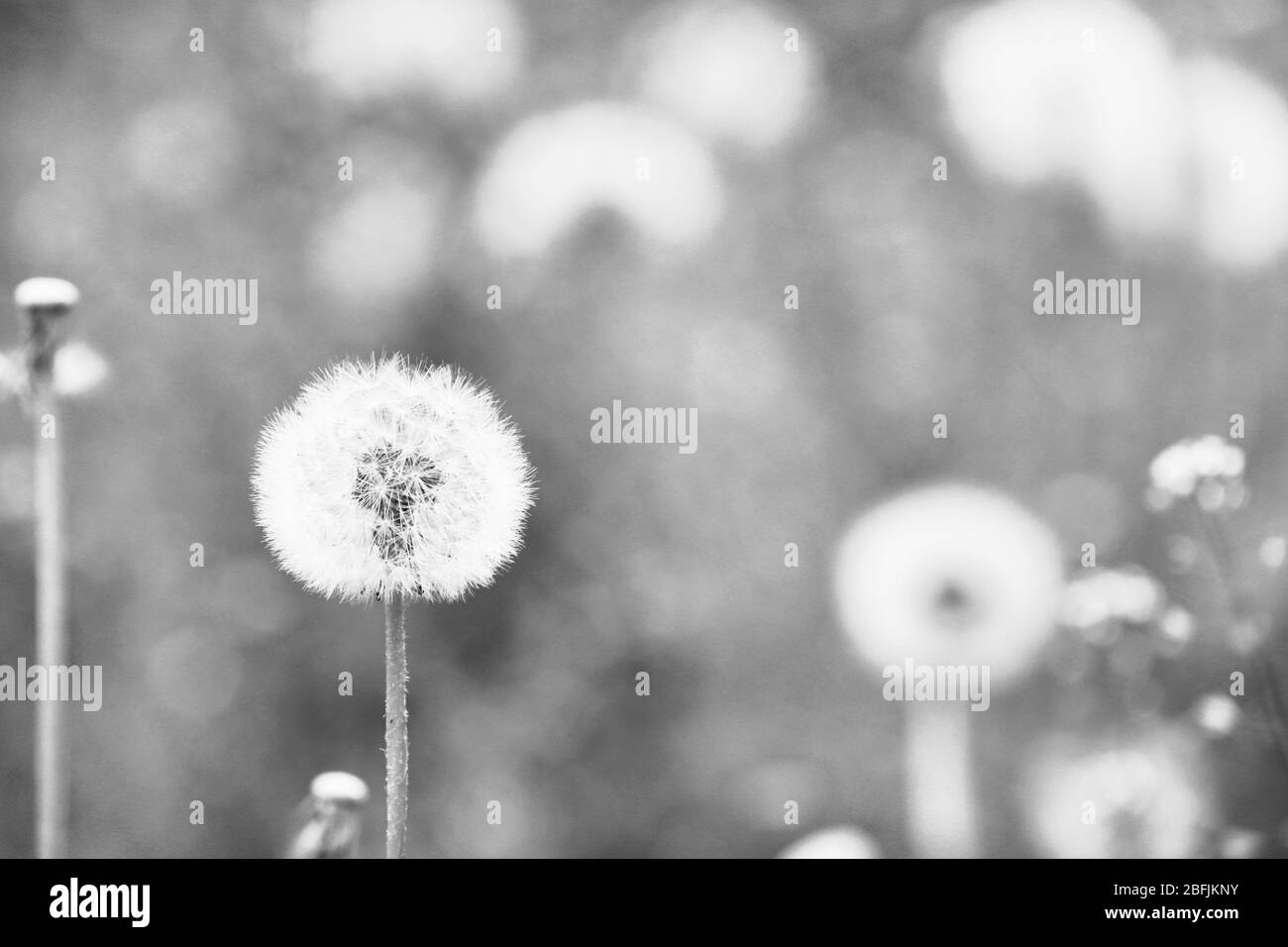 Meadow dandelion detail Black and White Stock Photos & Images - Alamy