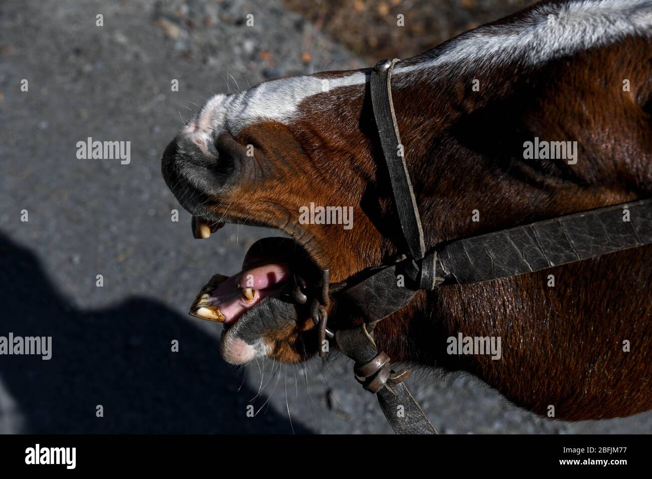 Coughing horse hires stock photography and images Alamy
