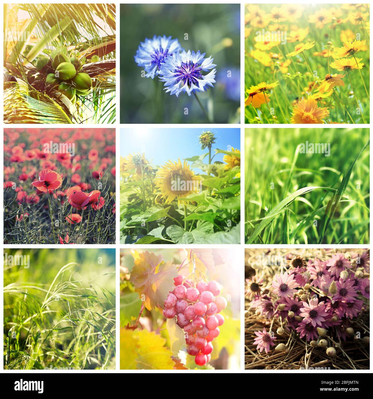 Beautiful nature collage Stock Photo