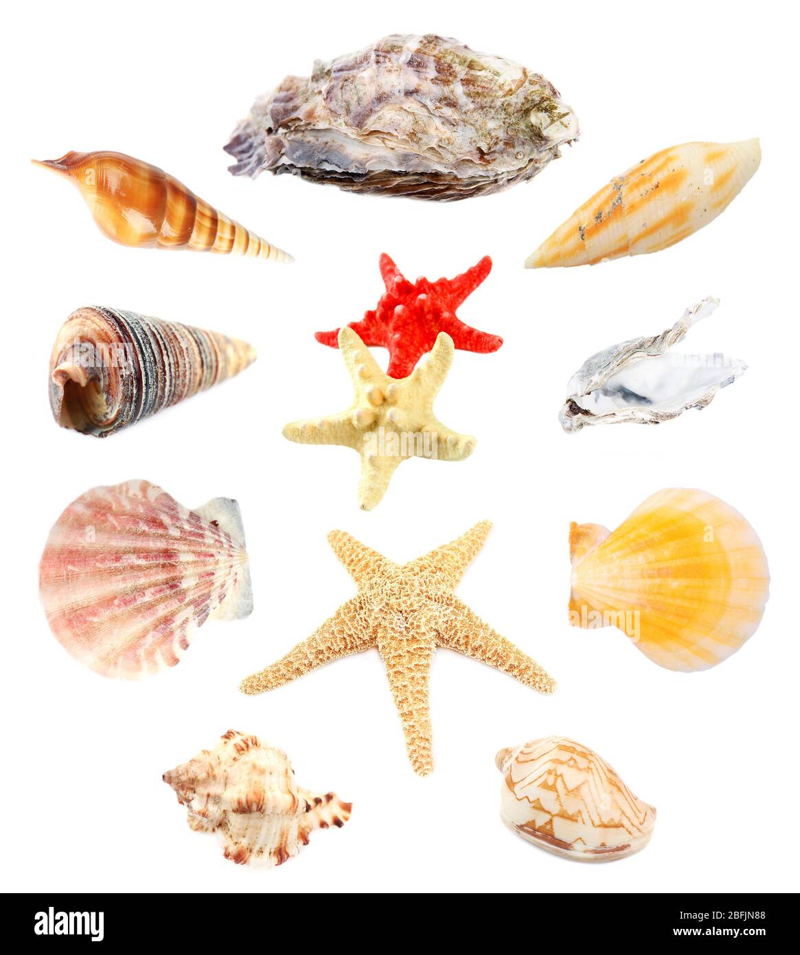 Collage of shells isolated on white Stock Photo