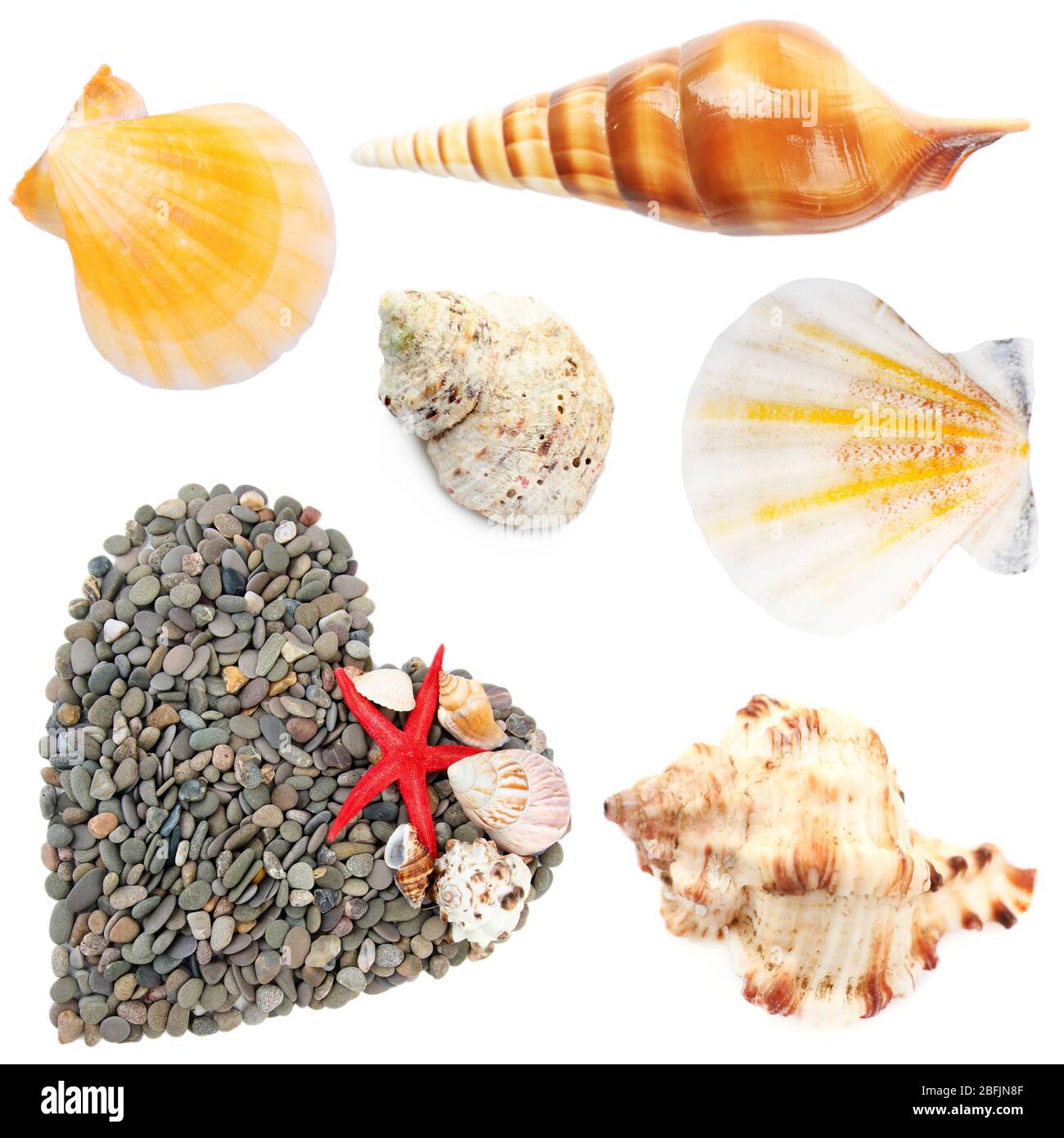 Collage of shells collage of shells and other beach flotsam isolated on white Stock Photo