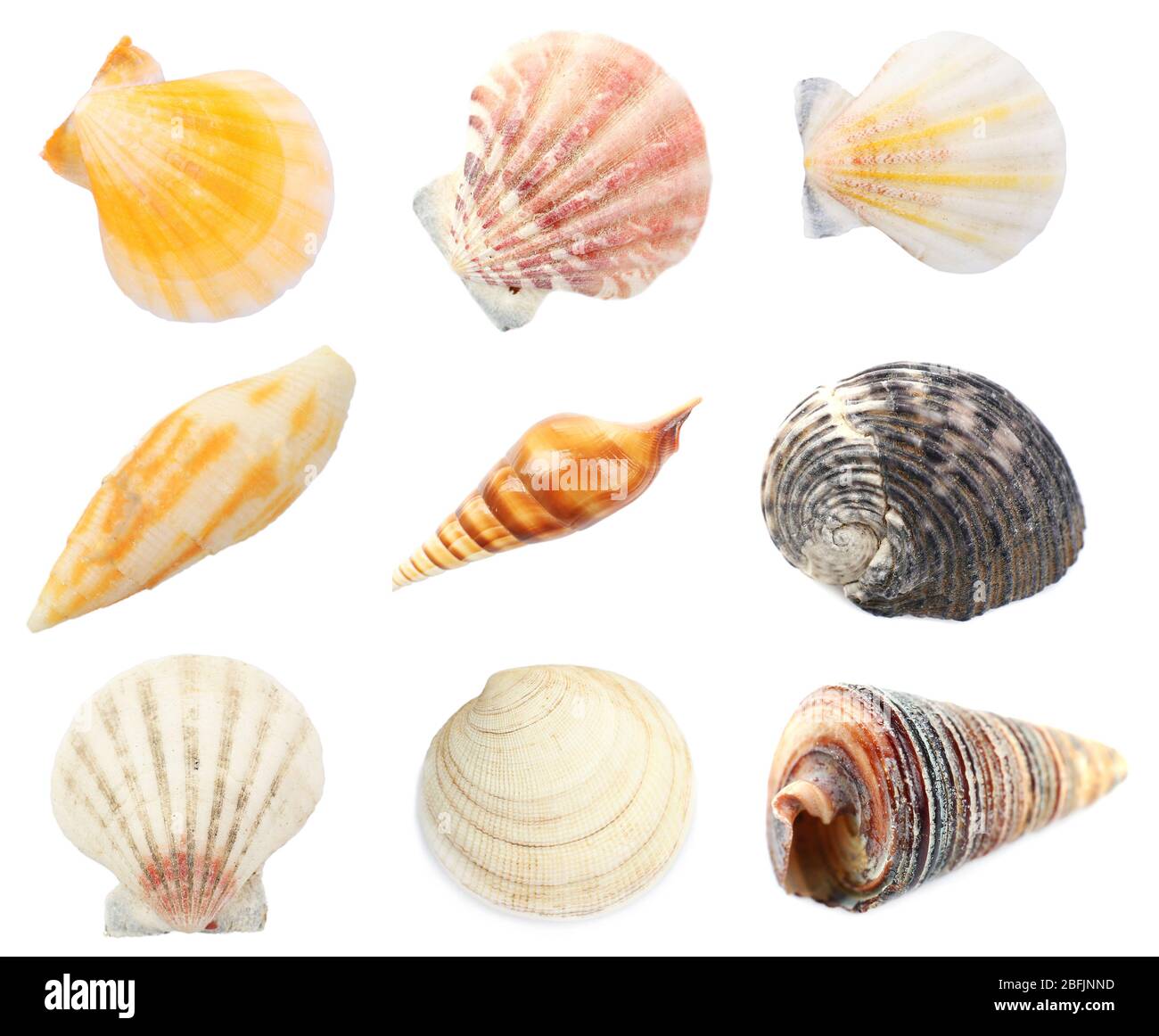 Collage of shells isolated on white Stock Photo